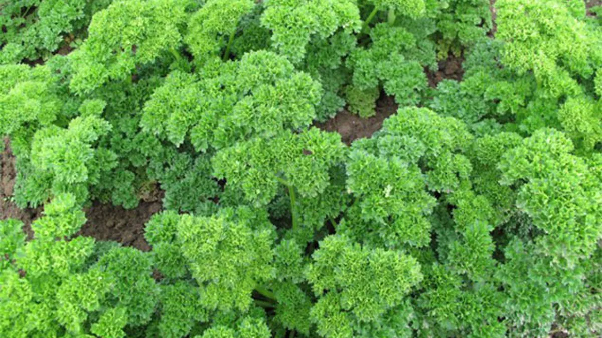 Frenk Salatası