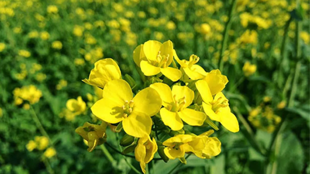 Yabani Hardal