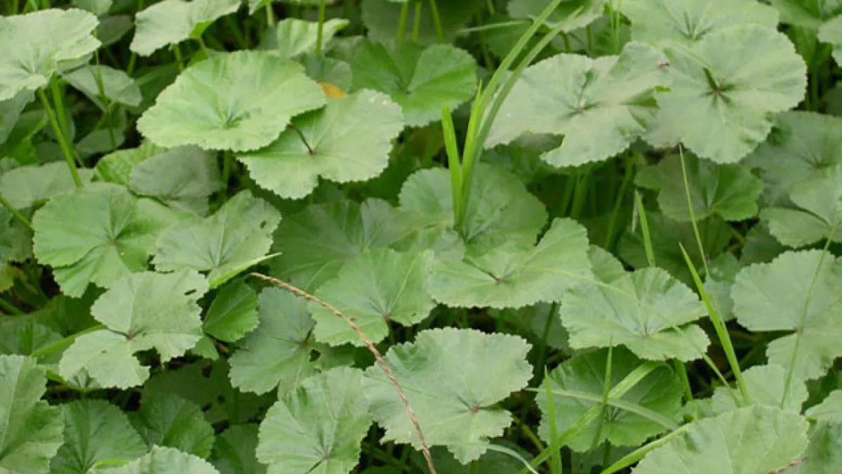 Kalanga
