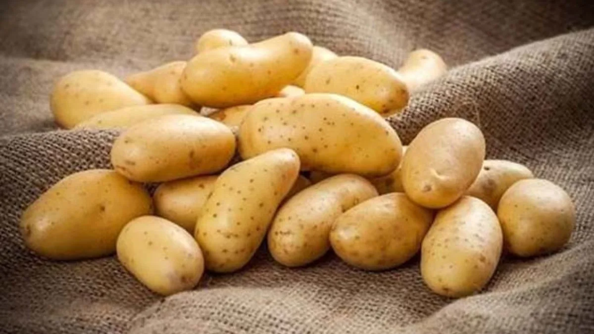 Patates