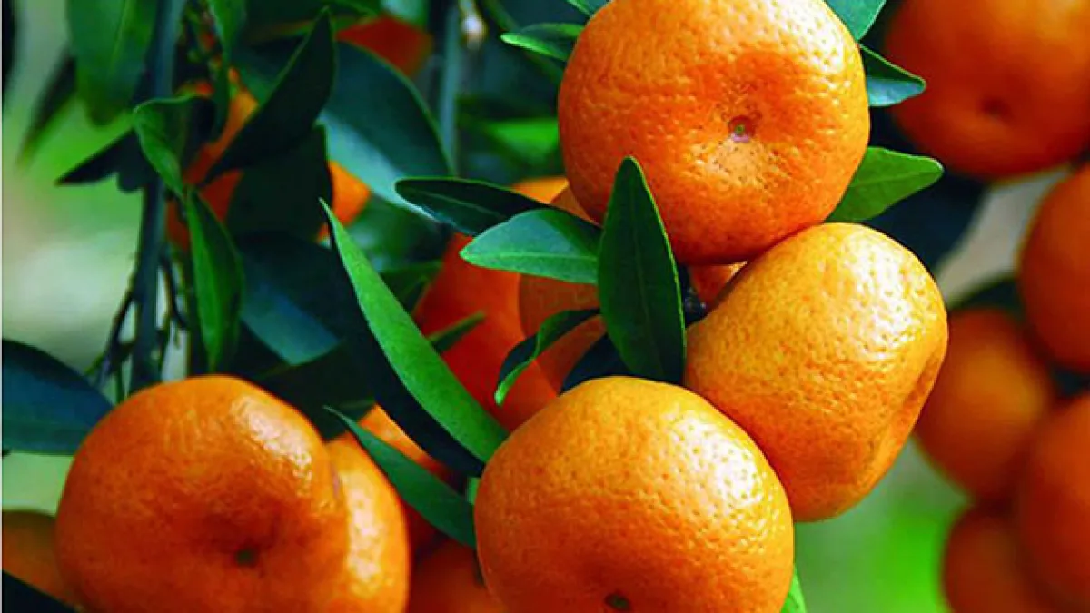 Mandalina
