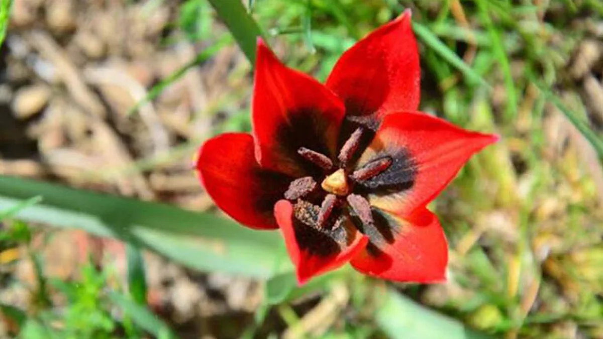 Manisa Lalesi