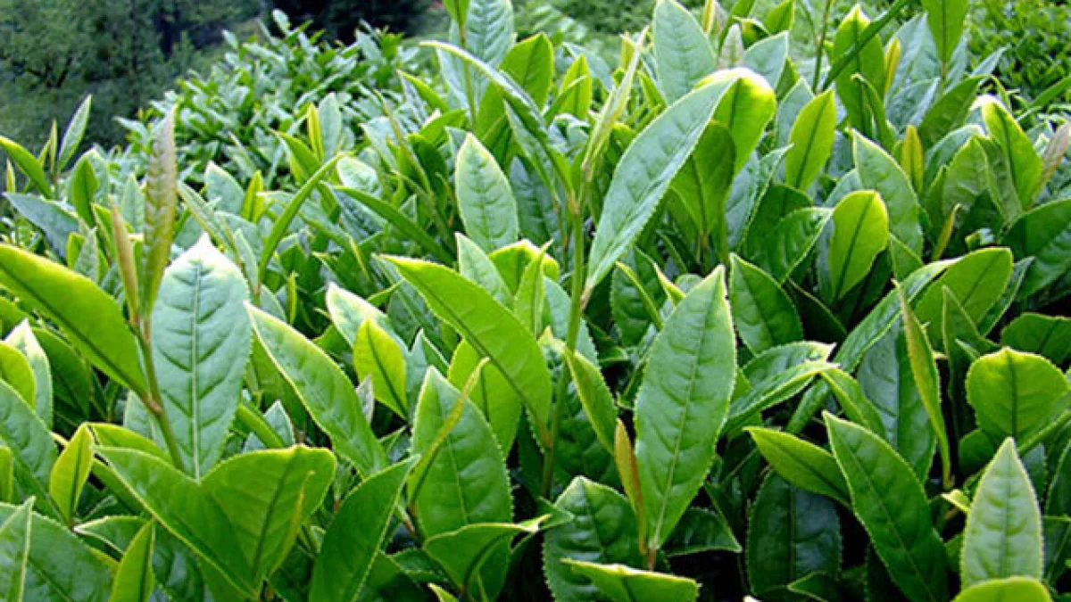 Çay