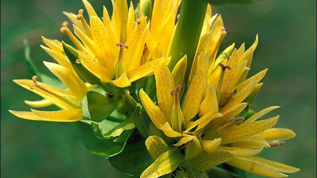 Centiyana Otu