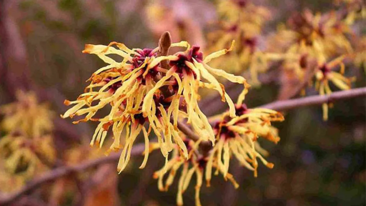 Hamamelis Virginiana