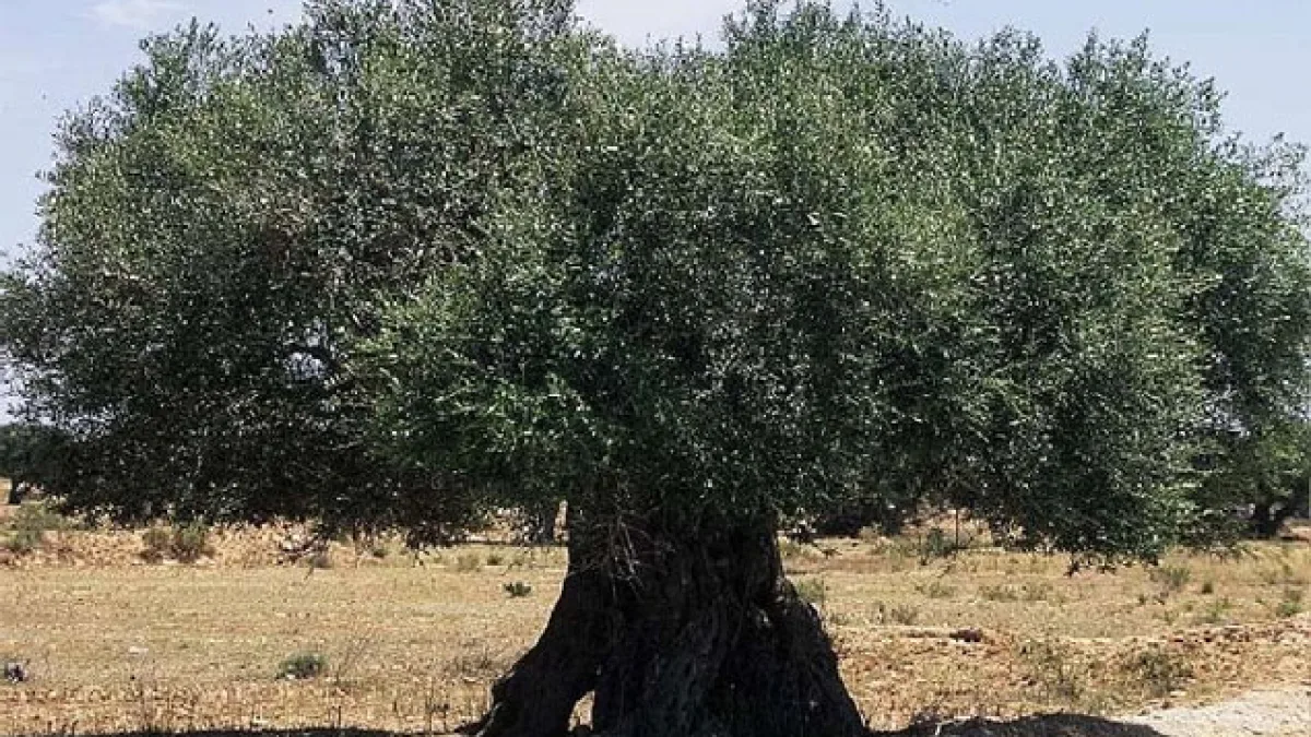 Yabani Zeytin Ağacı