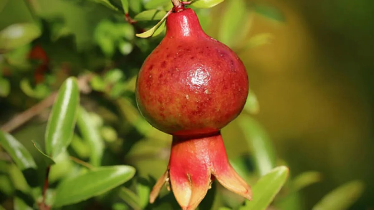 Yabani Nar Ağacı