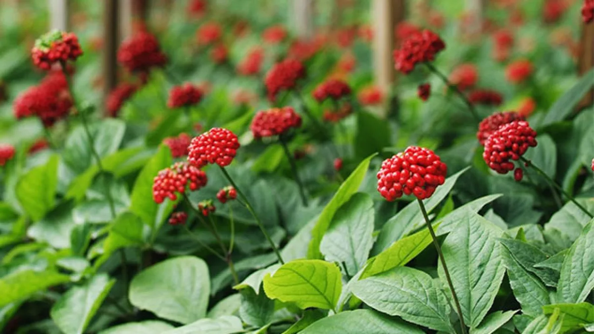 Ginseng
