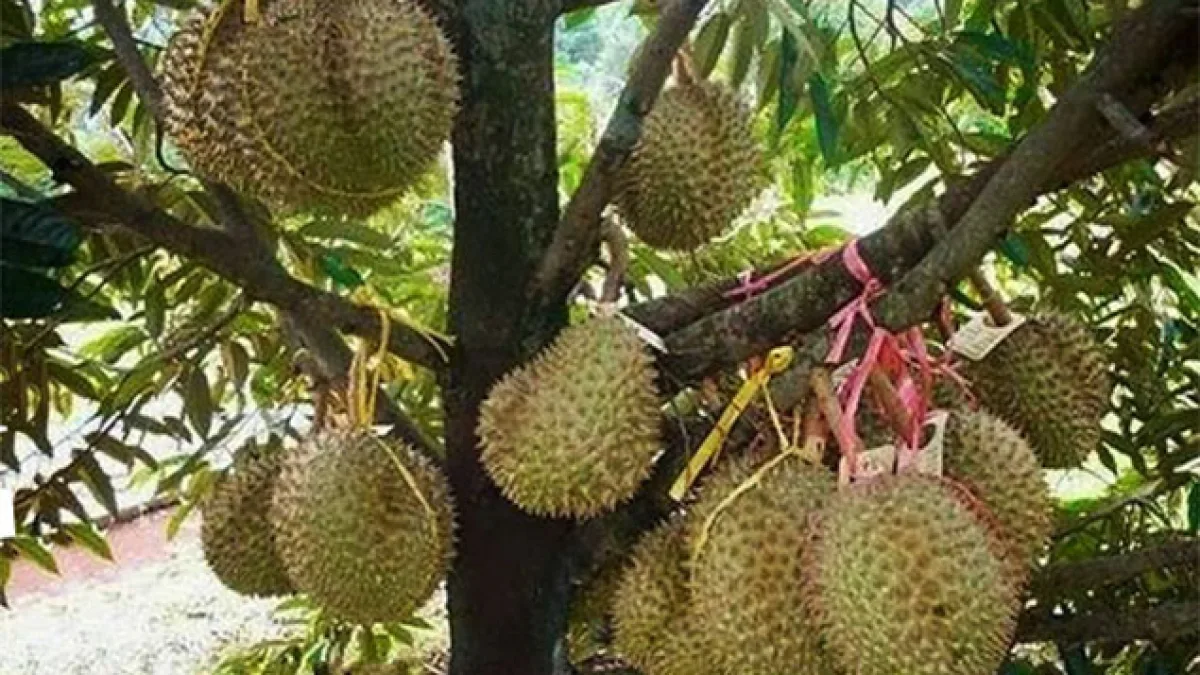 Lebak Ağacı