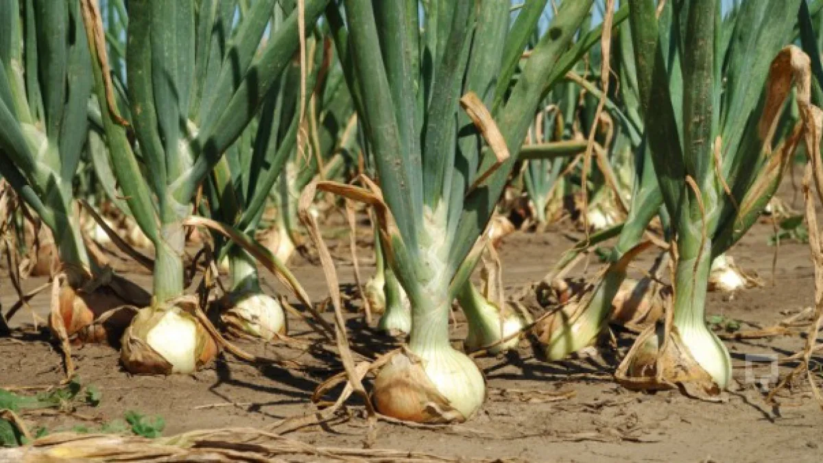 Soğan