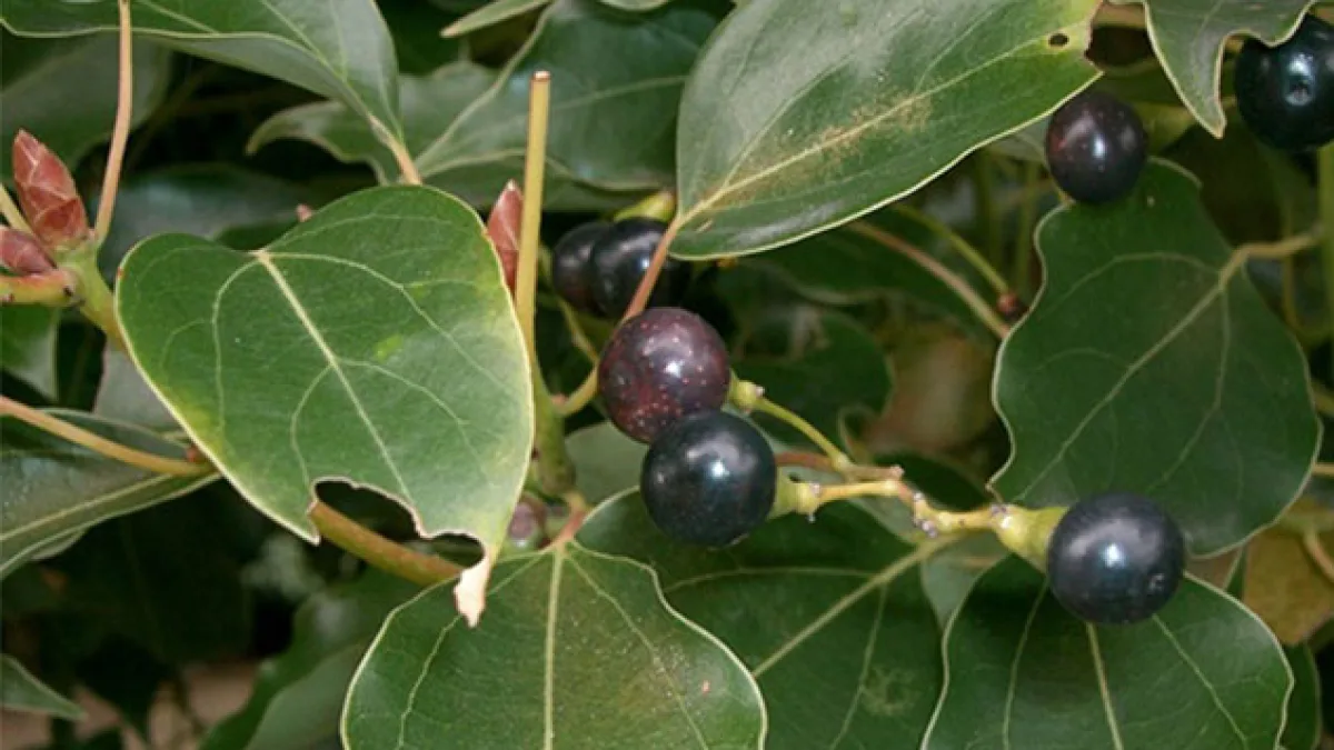 Kafur Otu