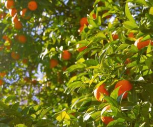 Mandalina fidesi ne zaman ekilir?