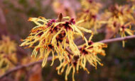 Hamamelis Virginiana