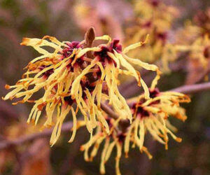 Hamamelis Virginiana