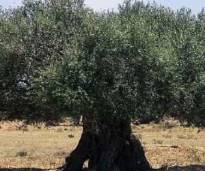 Yabani Zeytin Ağacı